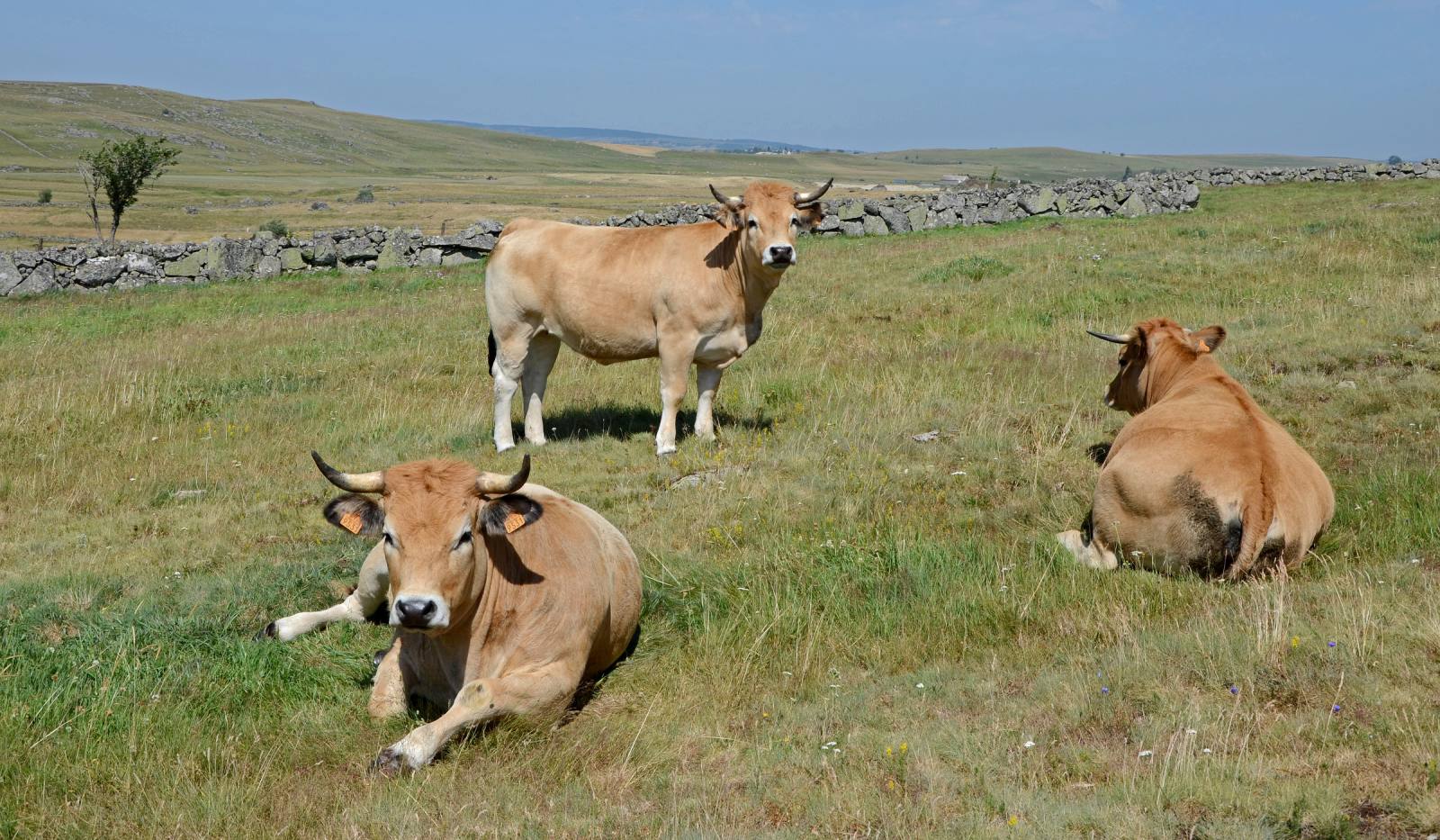 A herd of Aubrac cattle, fawn coats and lyre-shaped horns, grazing on the Aubrac plateau