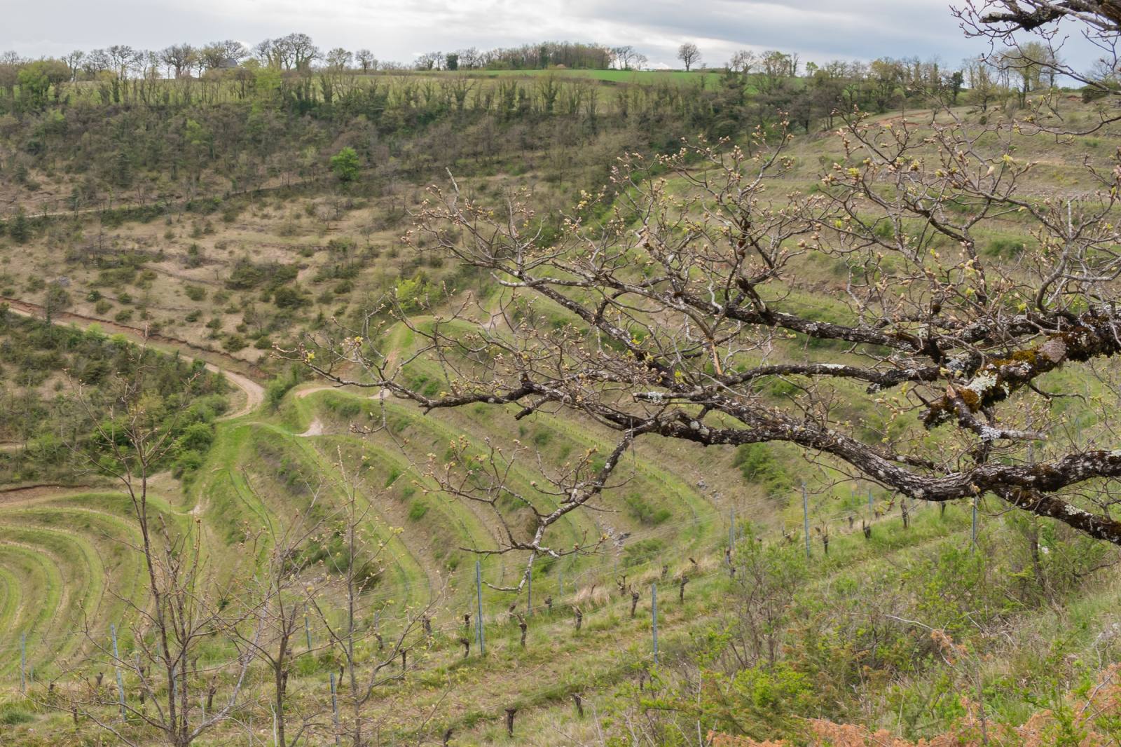 Terraced vines on the slopes of the Rougier, in the Vallon de Marcillac, Aveyron
