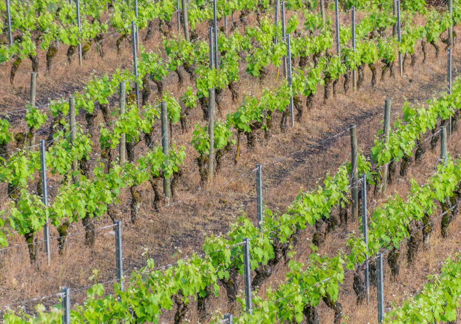 Terraced vineyard in Salles-la-Source, on the route of the GR62, Aveyron